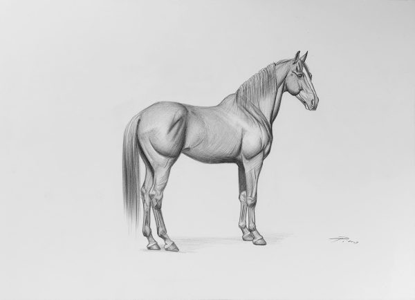 Caballo