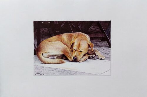 Perro durmiendo