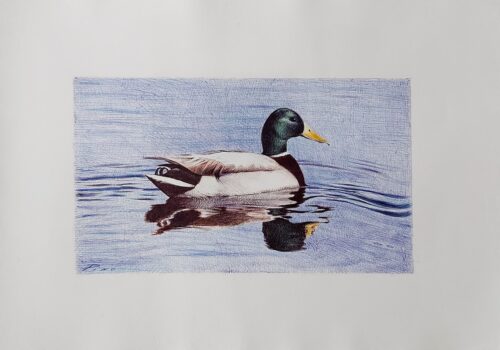 Pato en el agua
