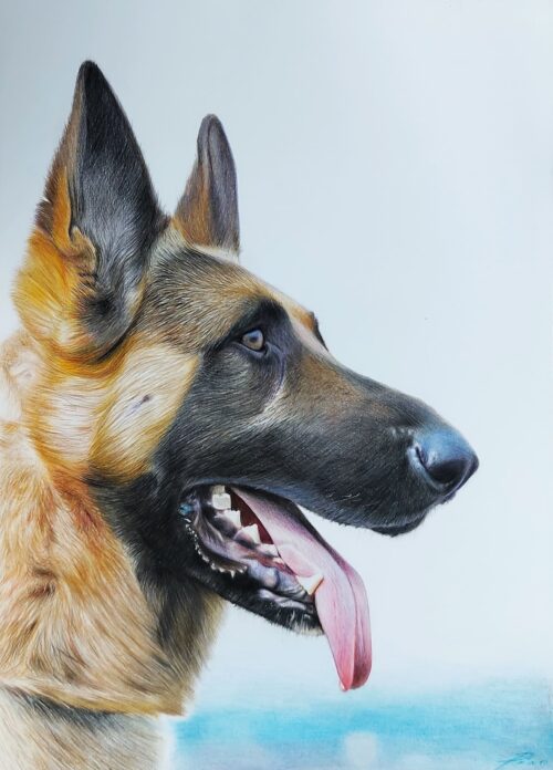Perro atento