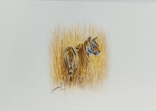 Tigre entre las hiervas