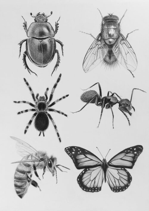 Insectos