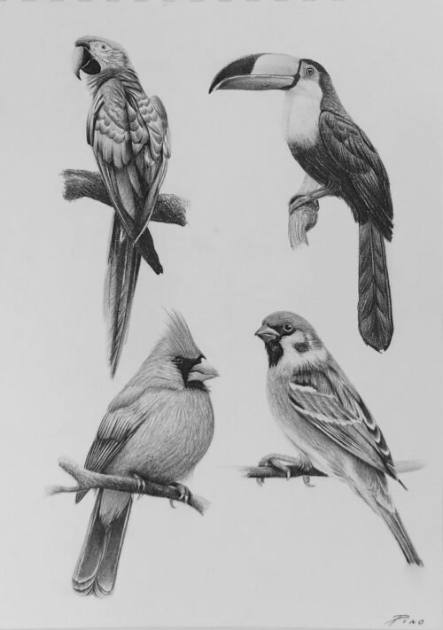Aves